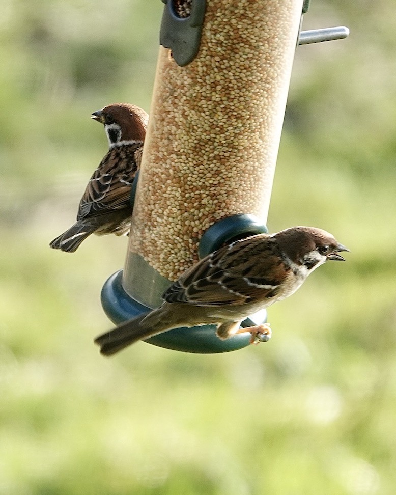 tree sparrow